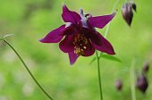 04 Aquilegia